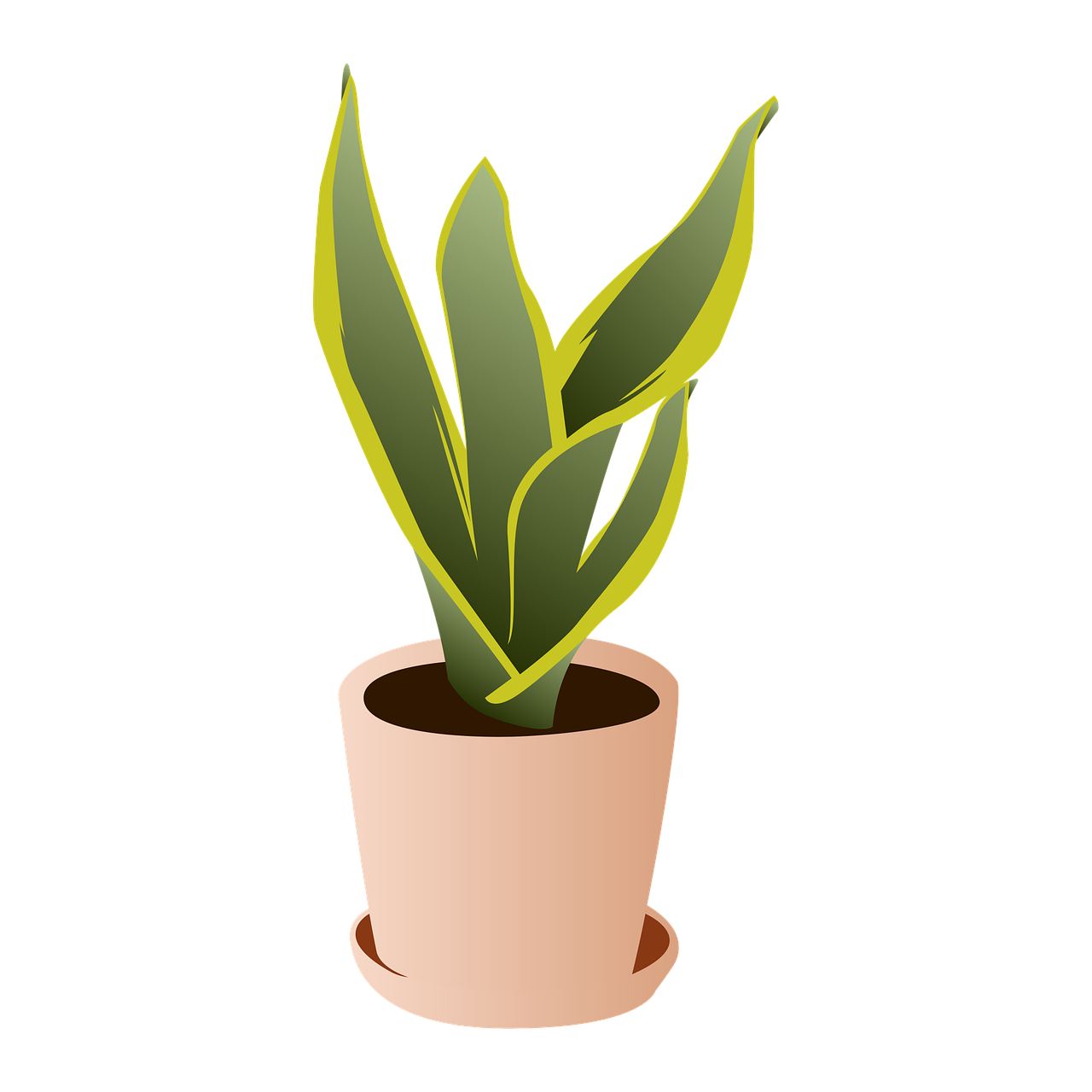 家里养什么水植物好养