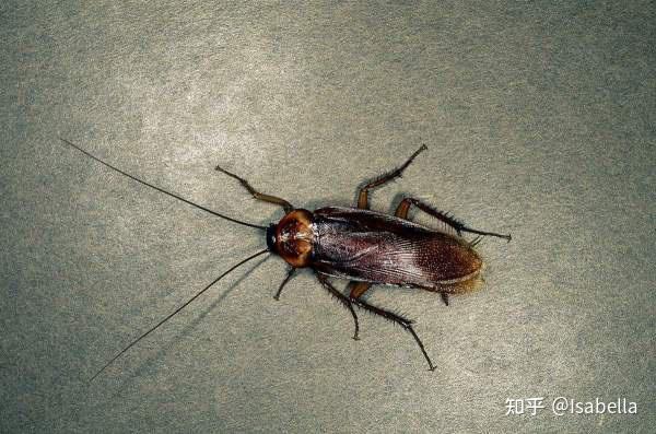 蠊是上海三大蟑螂里体型最大的,前胸背板没有纹斑,通体黑色,且还有