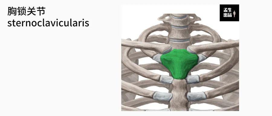 肩关节结构基石—肩锁关节