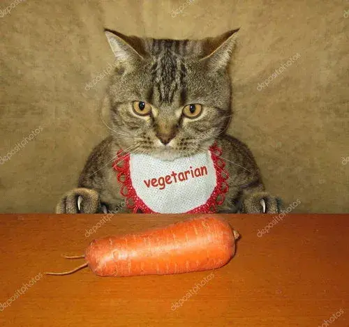猫拿着胡萝卜的表情包图片