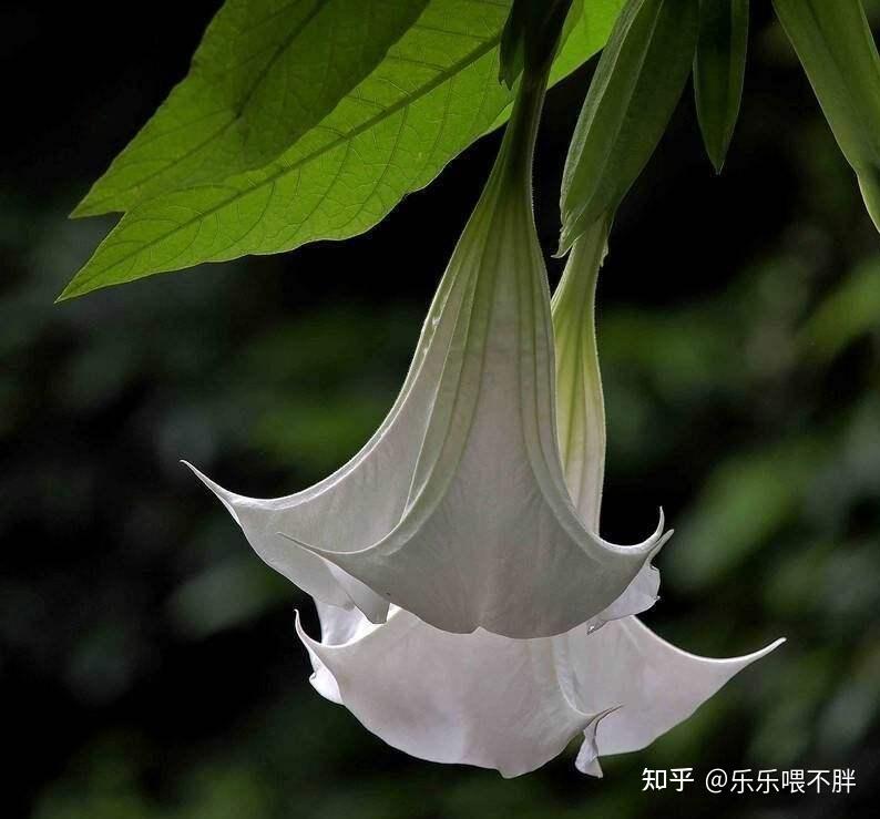 有哪些花是晚上盛开的? - 知乎
