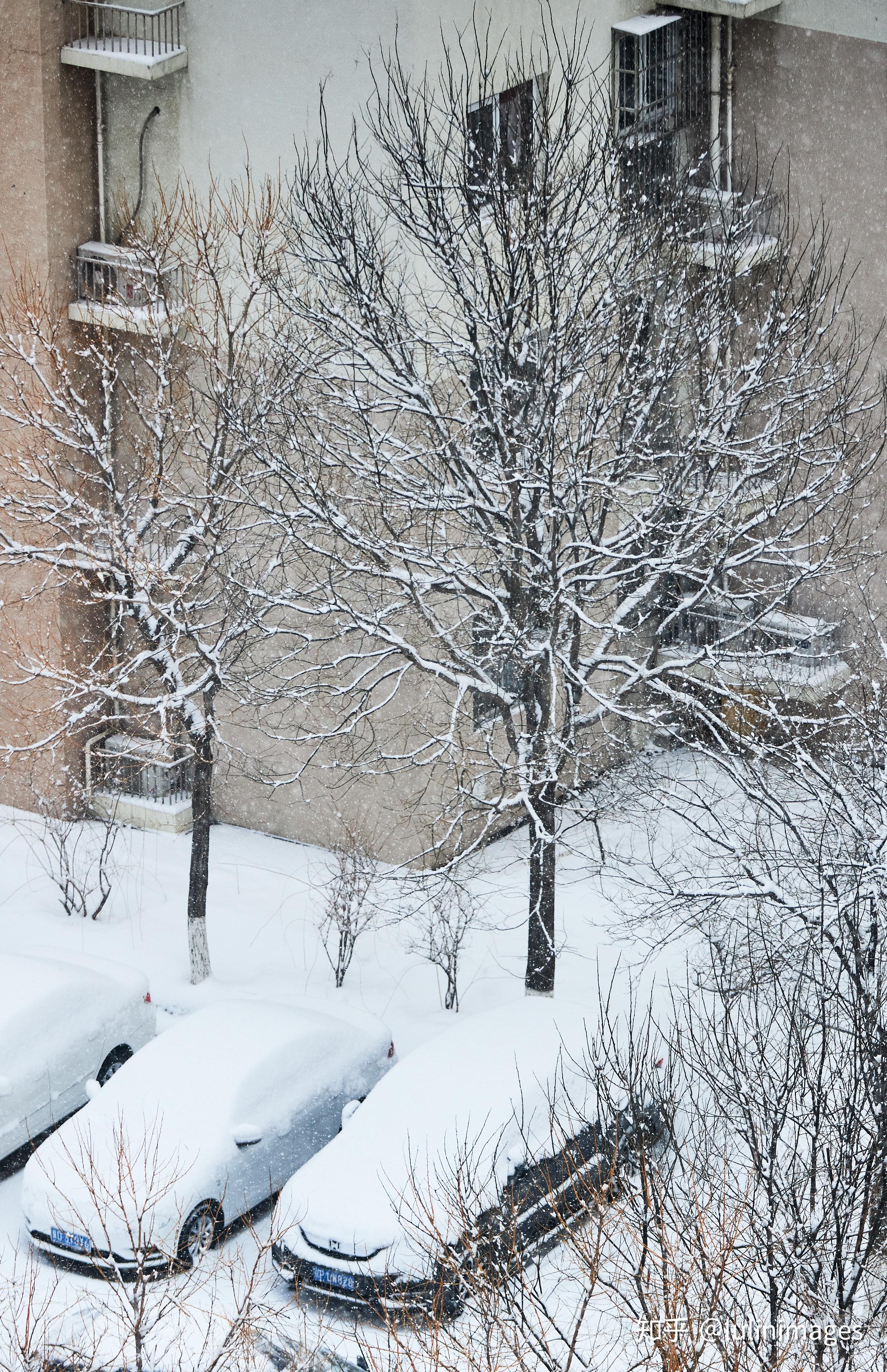 有哪些在自家小区拍出的雪景照片你认为很美?