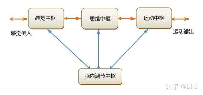 人脑工作机制（34）：思维和意识的形成机制（四）——“意识”的本质和形成“意识”的神经机制 - 知乎