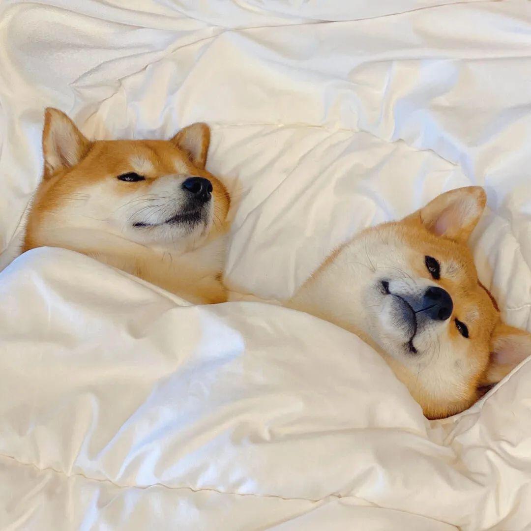 有没有一些柴犬或二哈超可爱的壁纸或头像