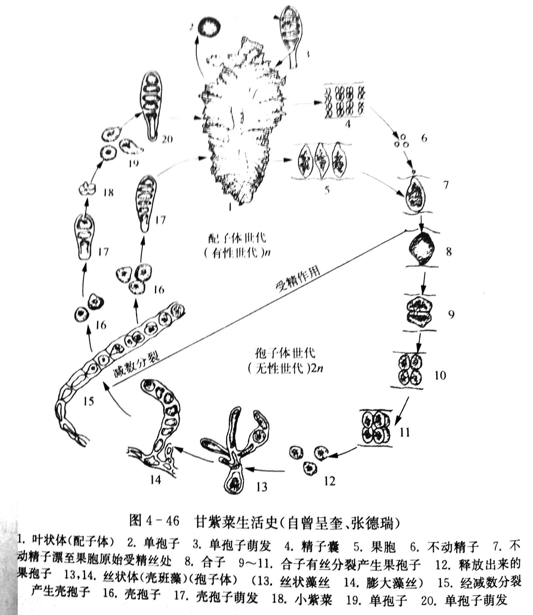 紫菜生活史中有世代交替现象吗? - 知乎