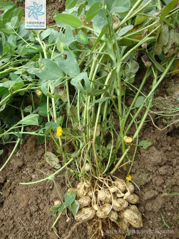 地上开花,地下结果,你猜到是什么植物了吗?丨花花万物 - 知乎