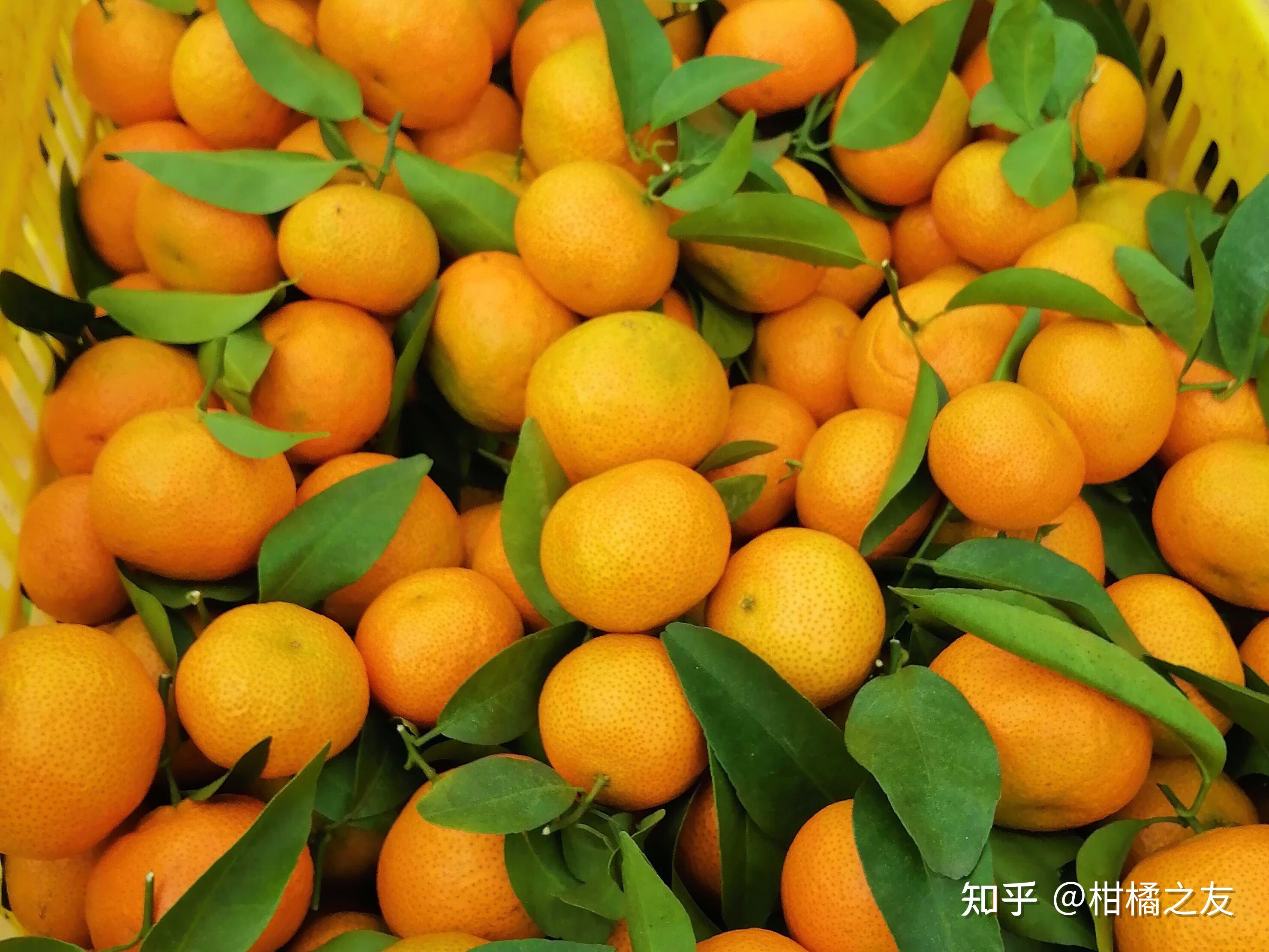 柑橘种在“盆栽”里更香甜，这种栽培技术你知道吗？_穑夫邦