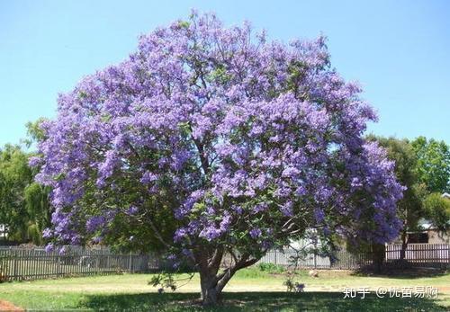 这几个树种植经济效益高 你都关注了吗 什么树种植效益高 二安网