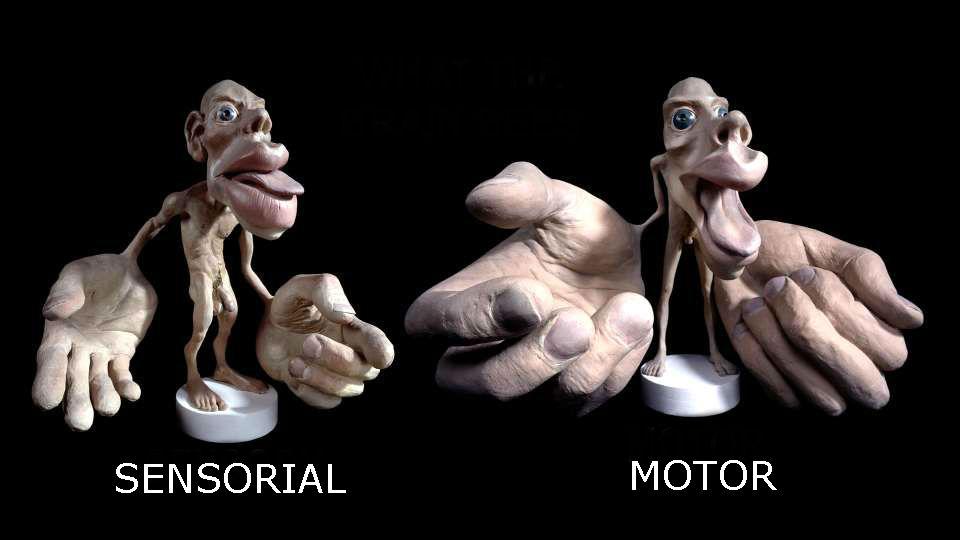 脑科学界著名的感观侏儒sensoryhomunculus图是如何得出的