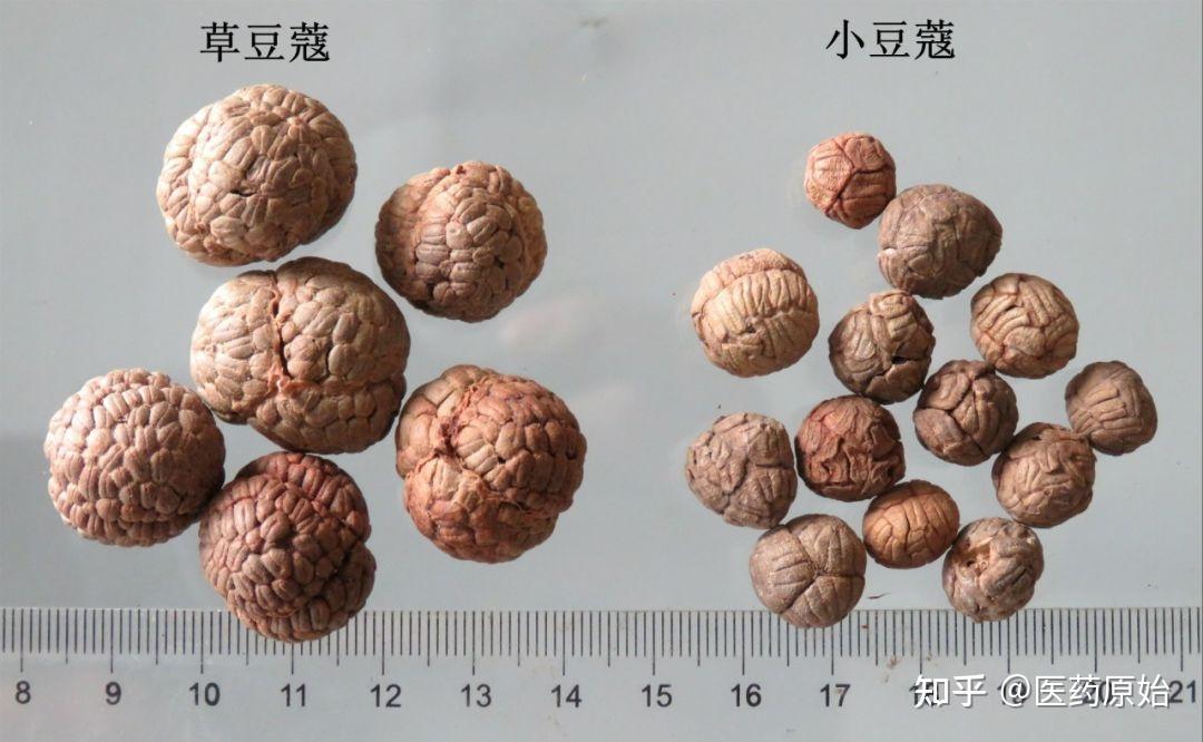 带你识别草豆蔻