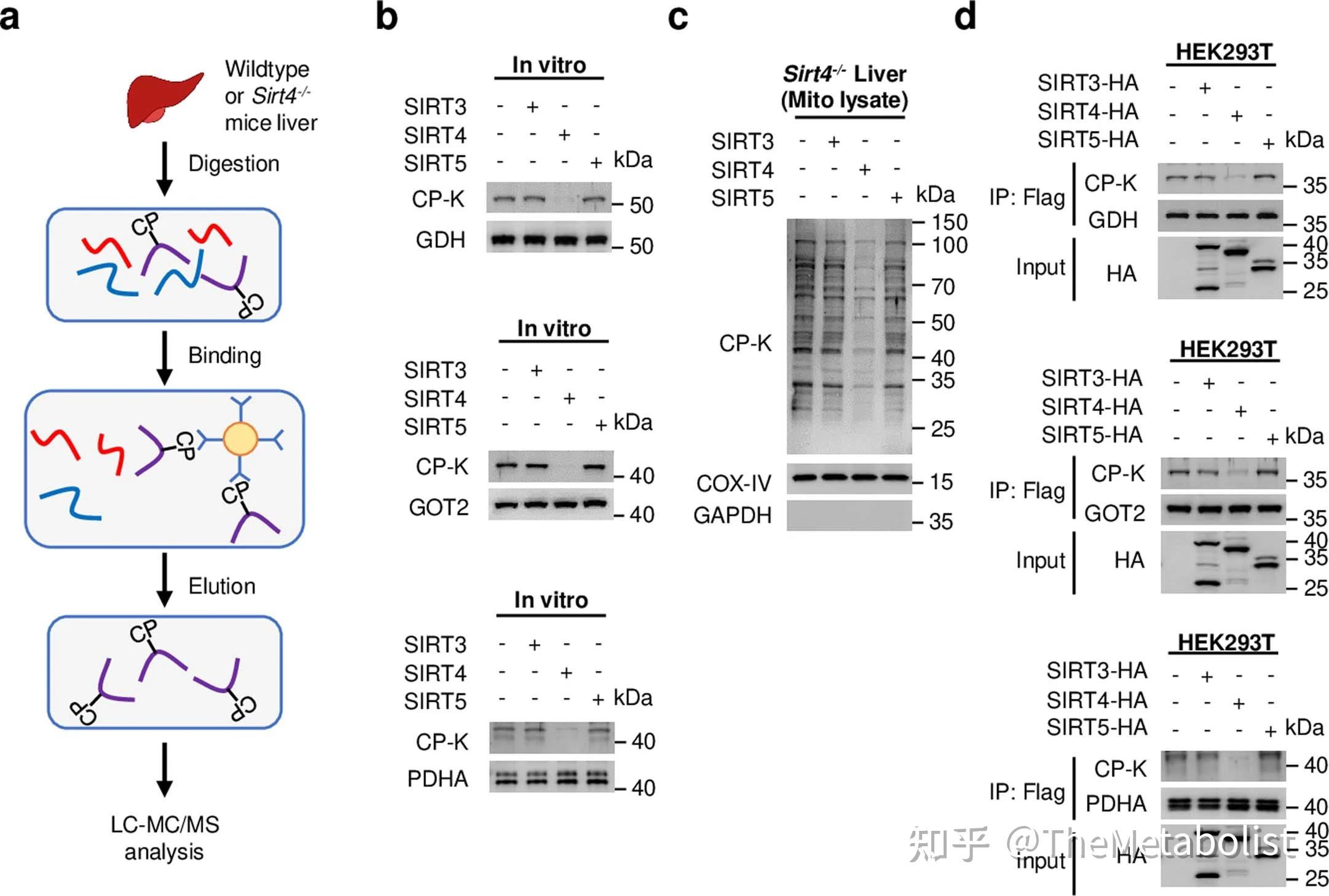 Sirt4 代谢学人——Nature Metabolism:氨中毒,SIRT4前来救驾 - 知乎