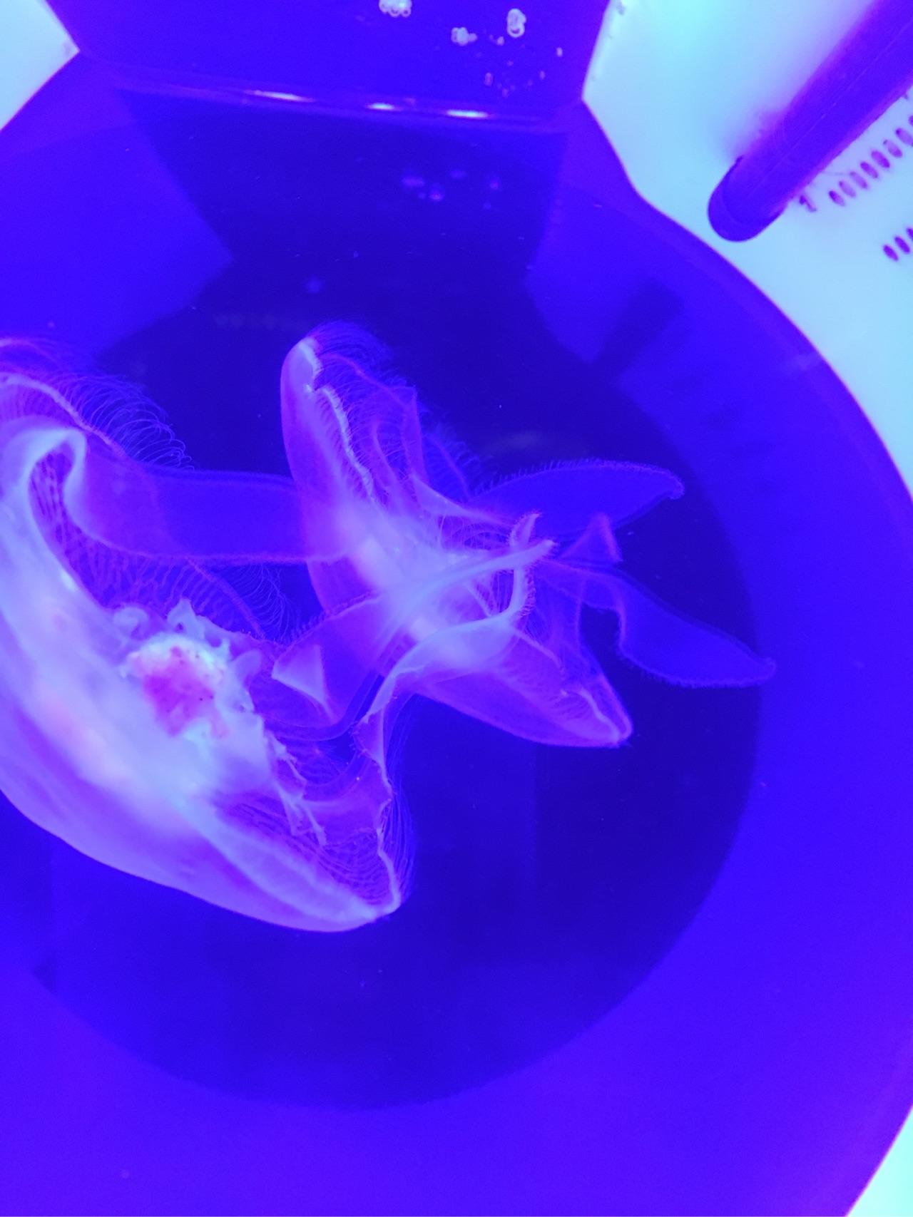 养了三个月的海月水母突然死了请帮我分析原因