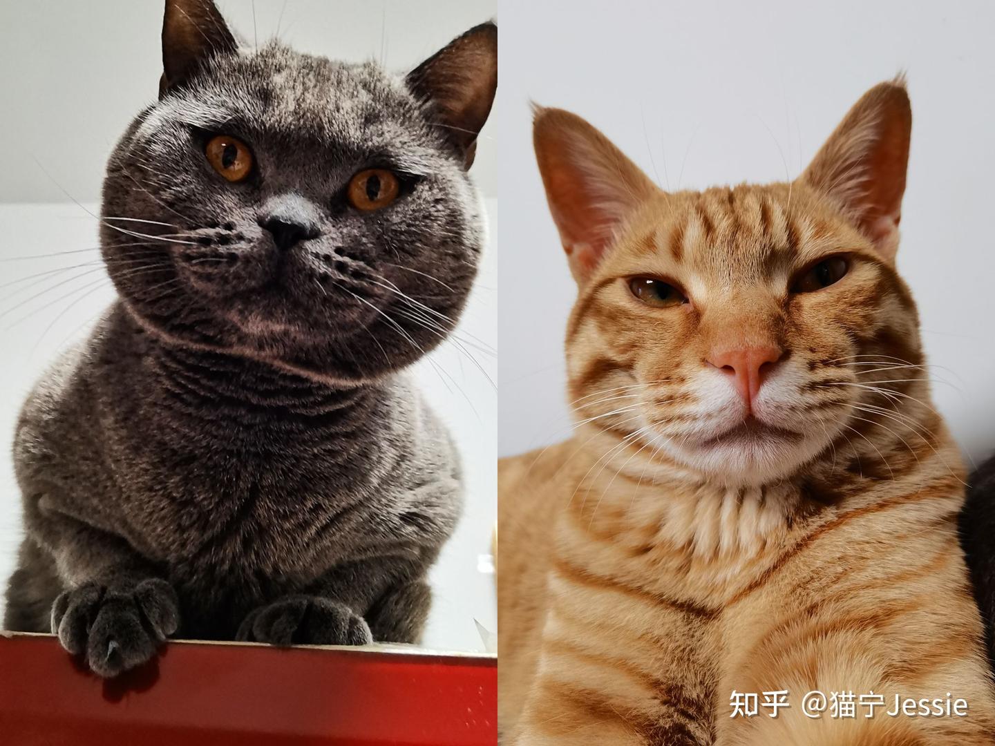 养公猫还是养母猫? - 知乎