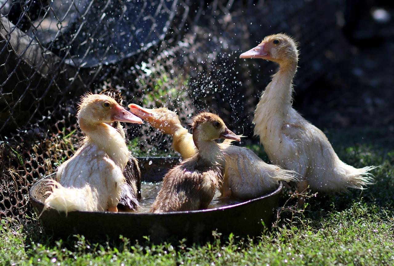 2. 水房快速通道