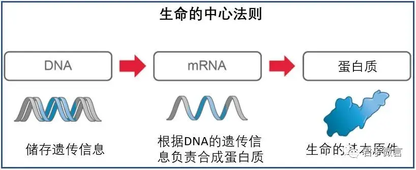 為了能夠搞懂疫苗能不能快一點,讓我們先了解一下 