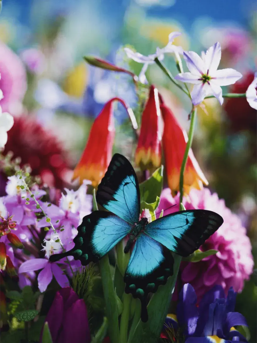 迷幻的花(2003)人如其名,作为日本最具个人风格的摄影师之一,蜷川实花