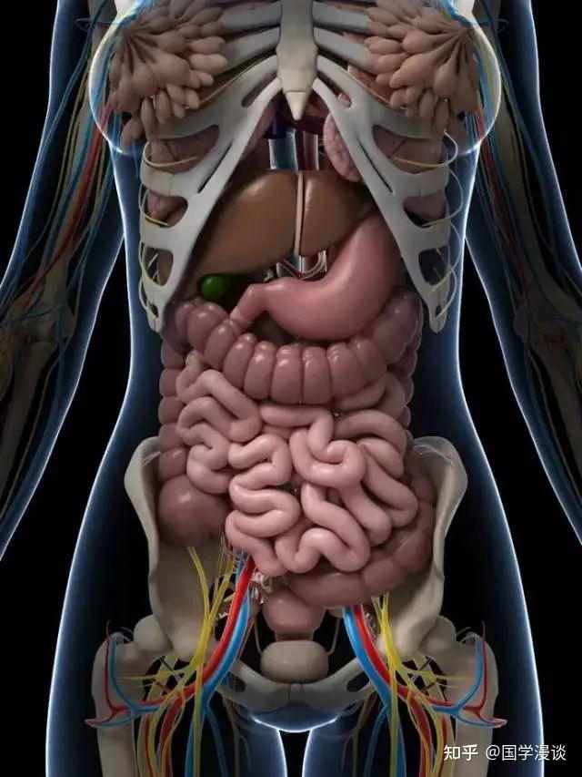 人体内脏结构超清晰剖视图!(附中医五脏解说)