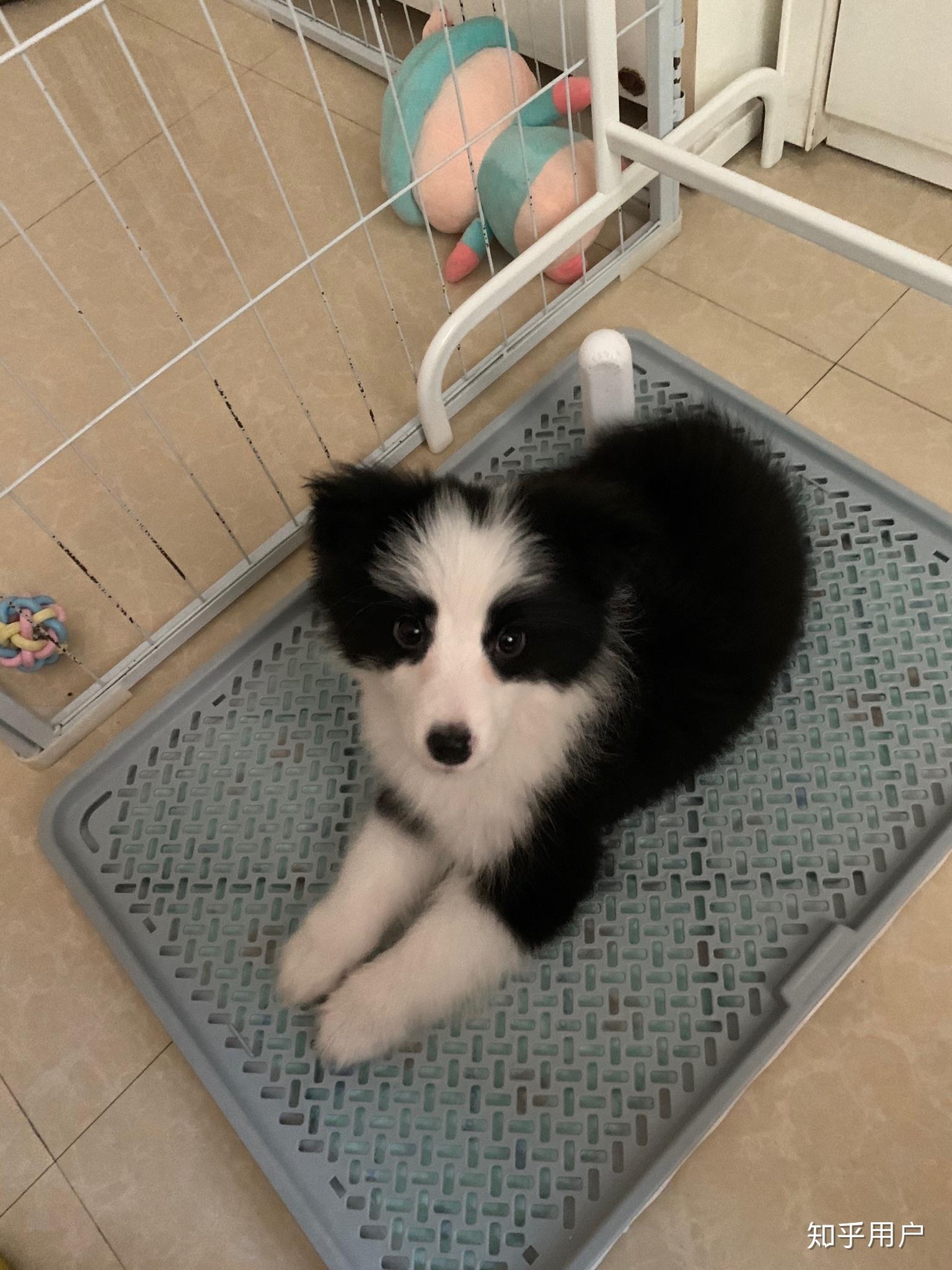 边牧四个月大还是很小正常吗