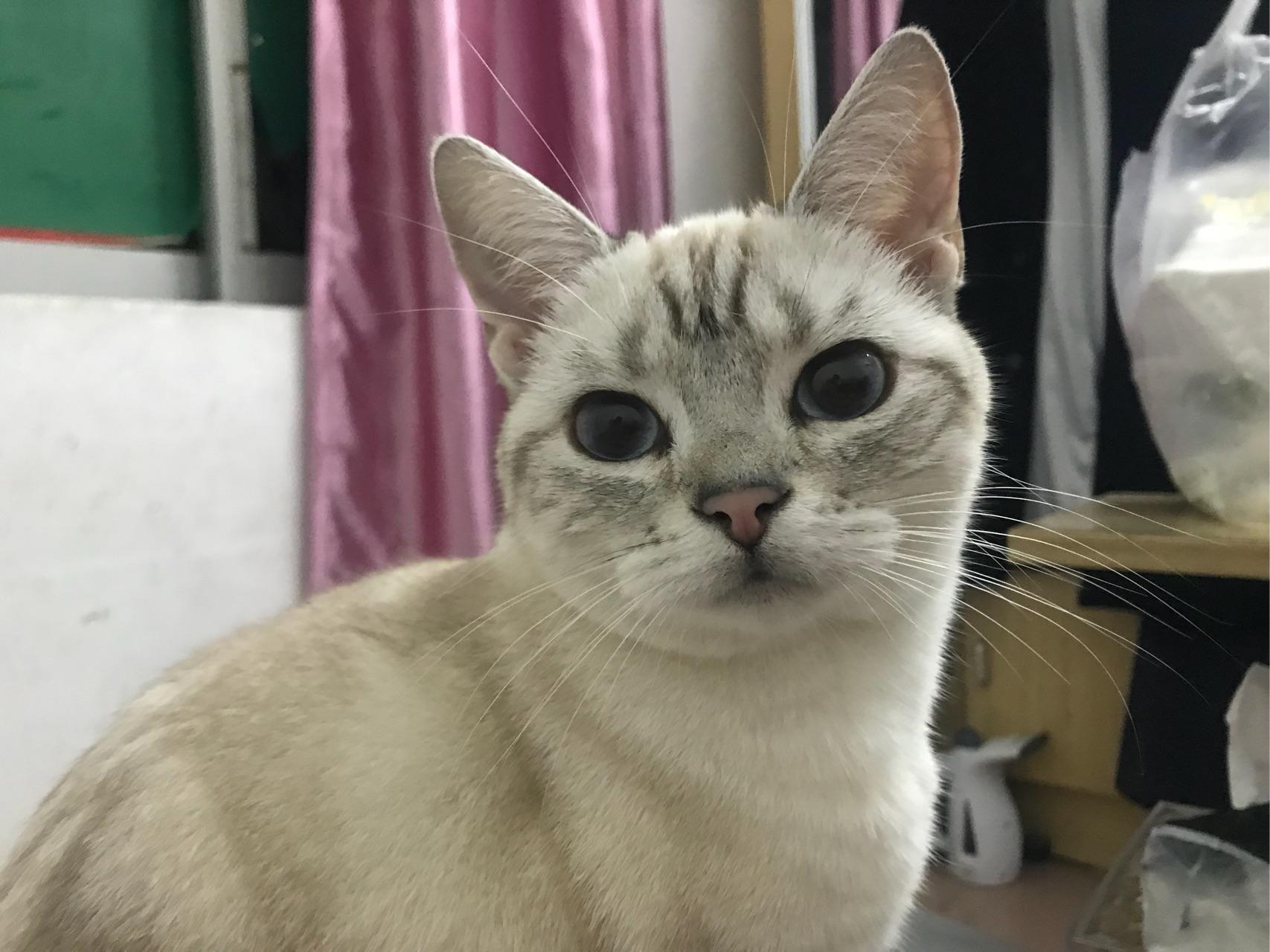 暹罗猫有山猫纹手套色么