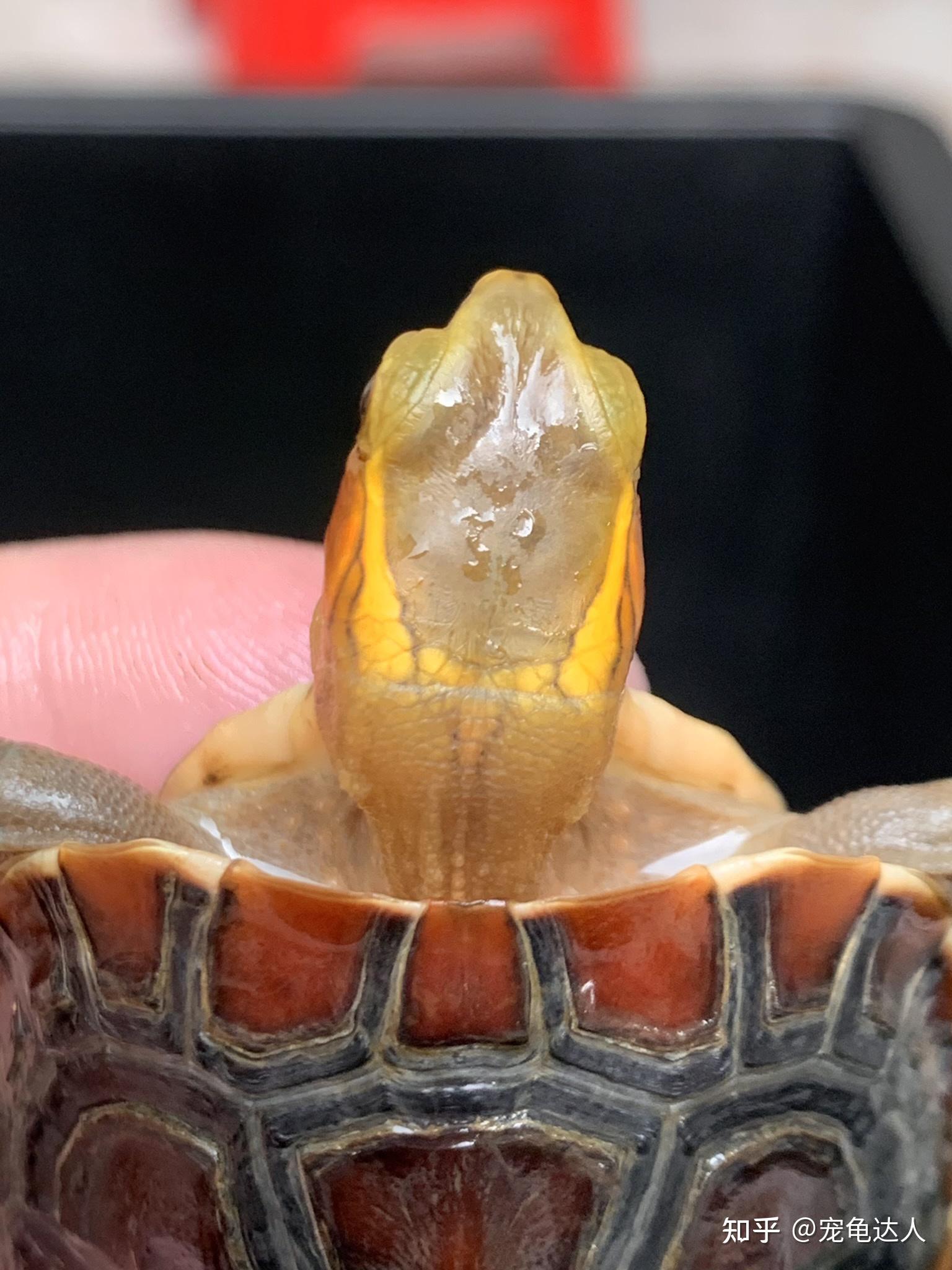分享黄缘龟的特征