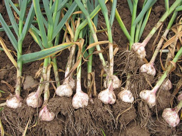 v2-b7acb0b1274360b1077c4e334dee98ff_1440w.jpg?source=172ae18b