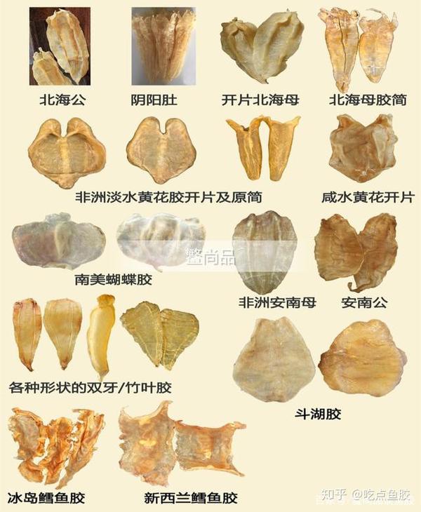 鱼胶品种大全鳘尚品带全面了解海洋黄金之称的鱼胶
