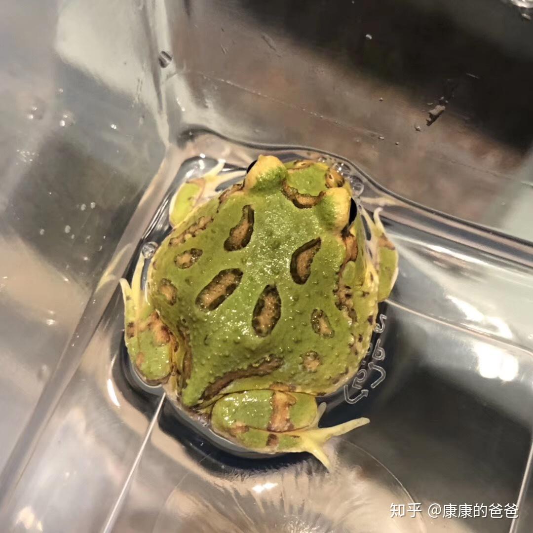 大绿臭蛙-中国两栖动物及分布-图片