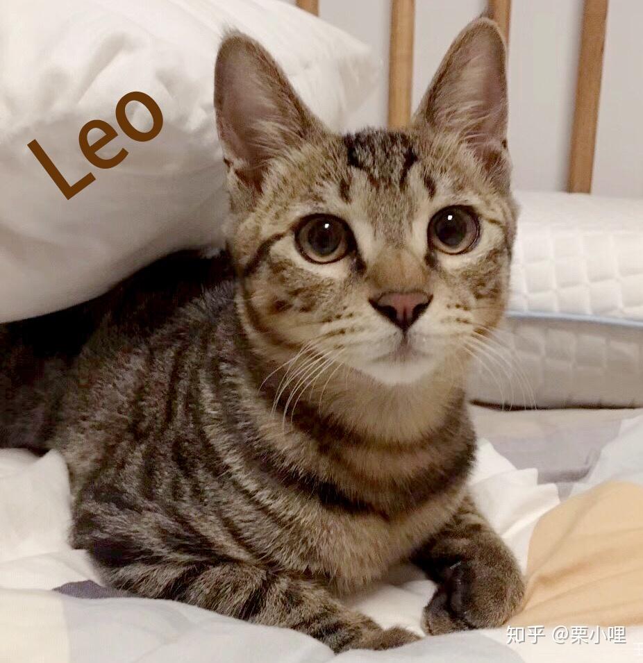 为什么狸花猫看起来很精明霸气?