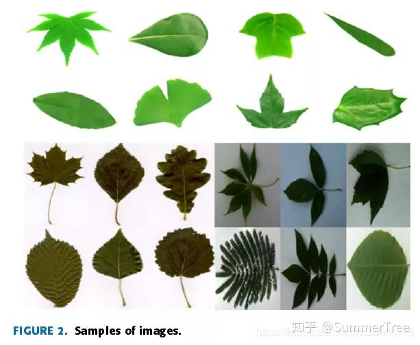 plantleavesclassification植物葉子分類基於孿生網絡的小樣本學習