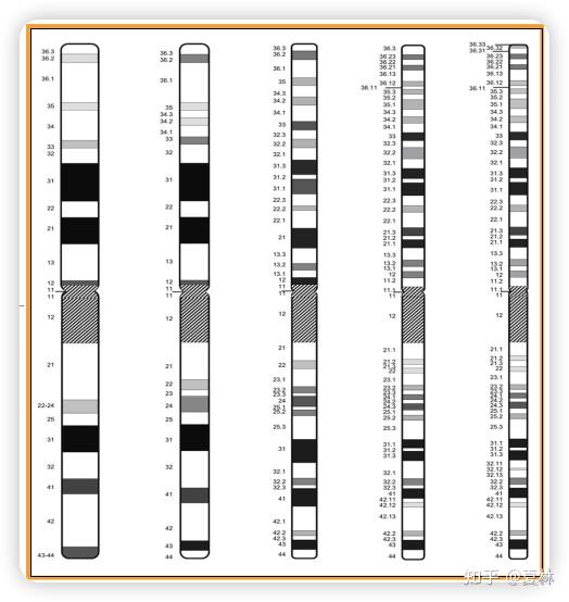 3 3 人类染色体的核型