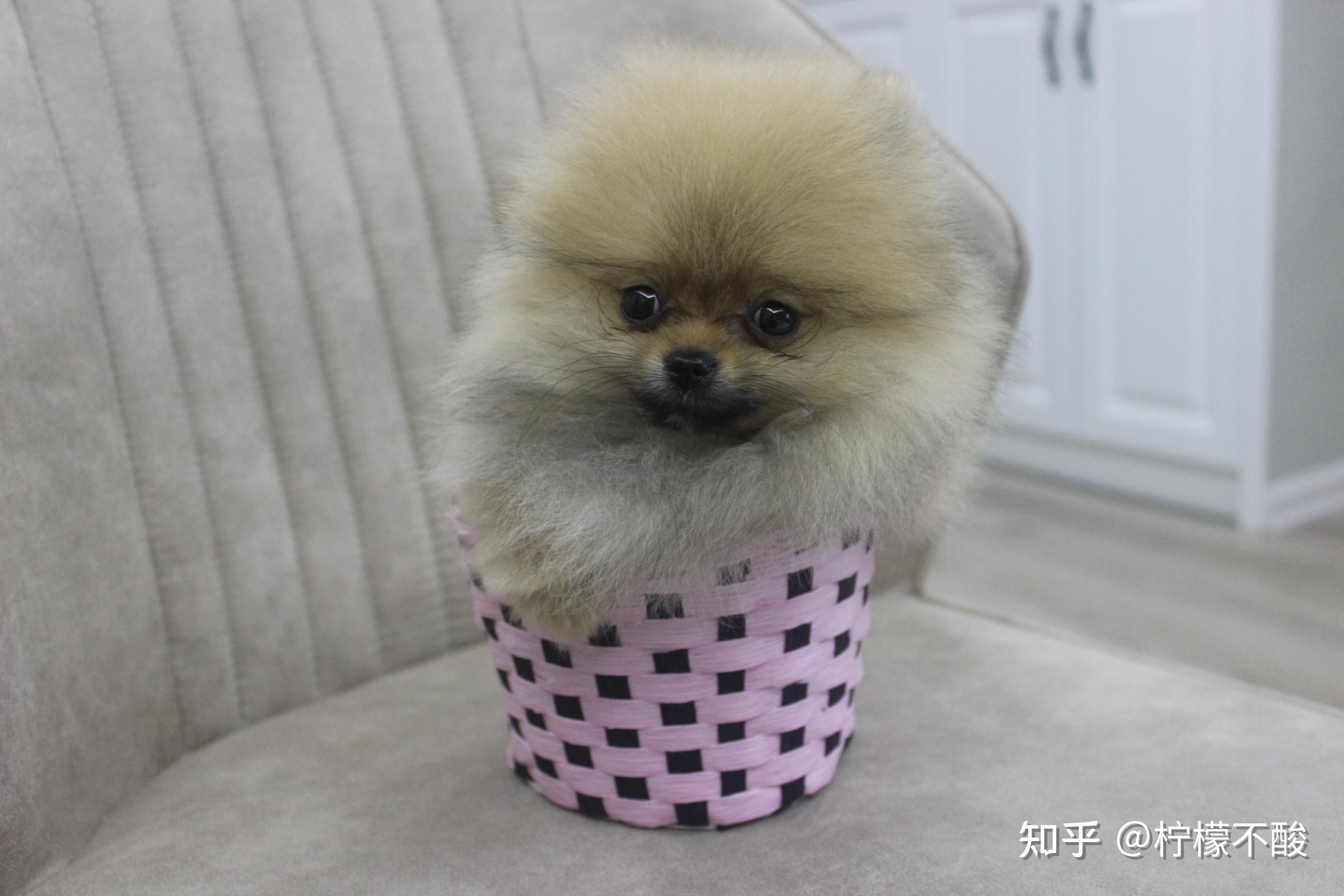 这是博美银狐串串吗? - 知乎