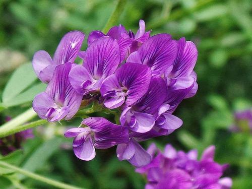 紫花苜蓿 知乎 紫花苜蓿 知乎