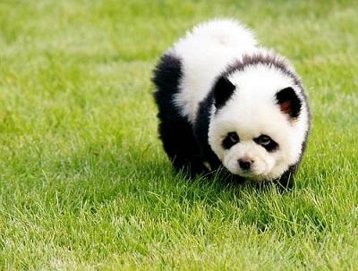你有哪些收藏来反复看的大熊猫 (giant panda) 的图片?