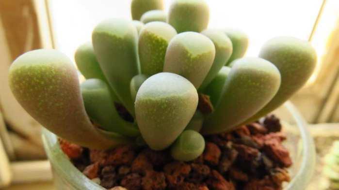 什么是多肉植物新手入坑必读 知乎 什么是多肉植物新手入坑必读 知乎