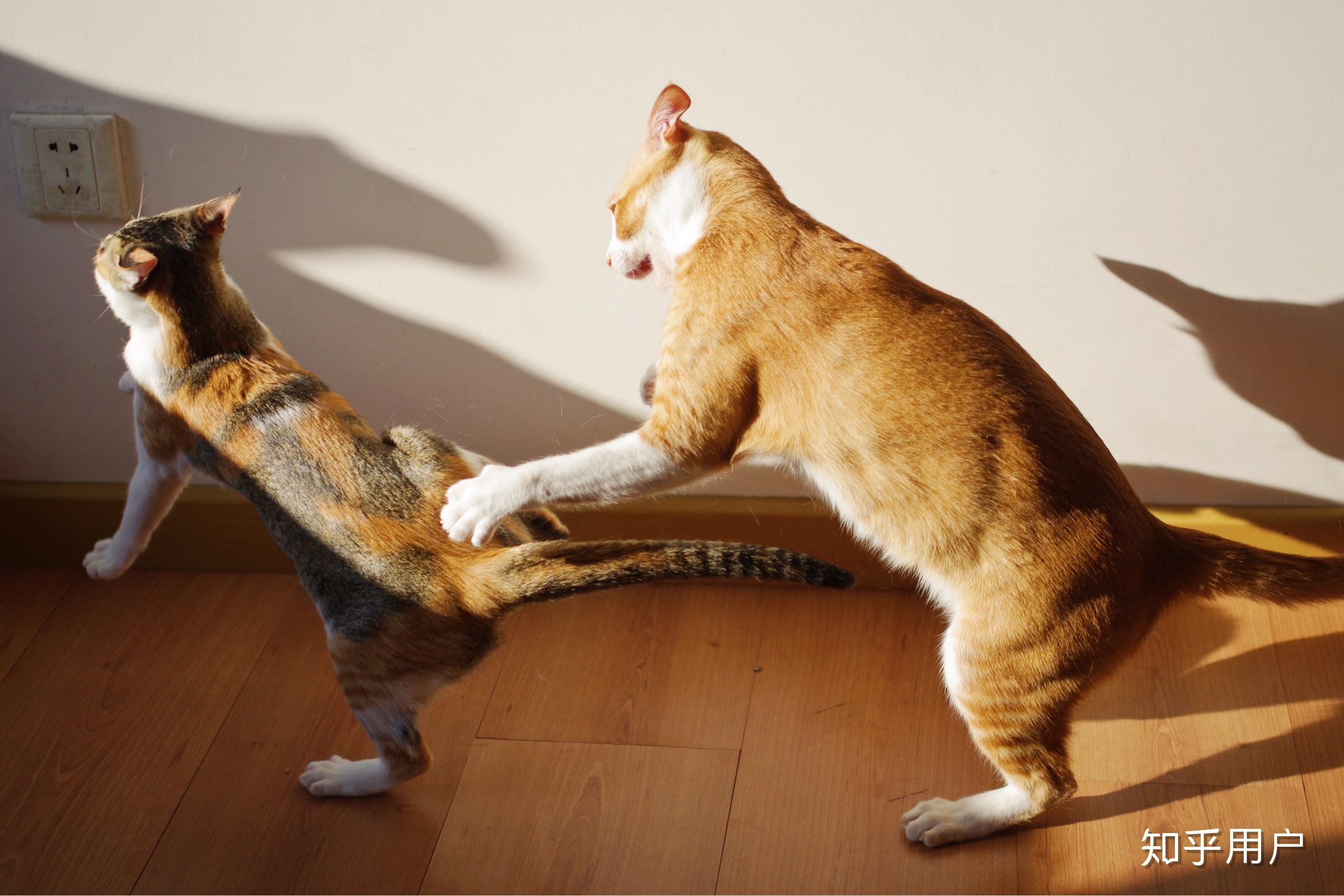 如何判断两只猫是真打架还是假打架? - 知乎