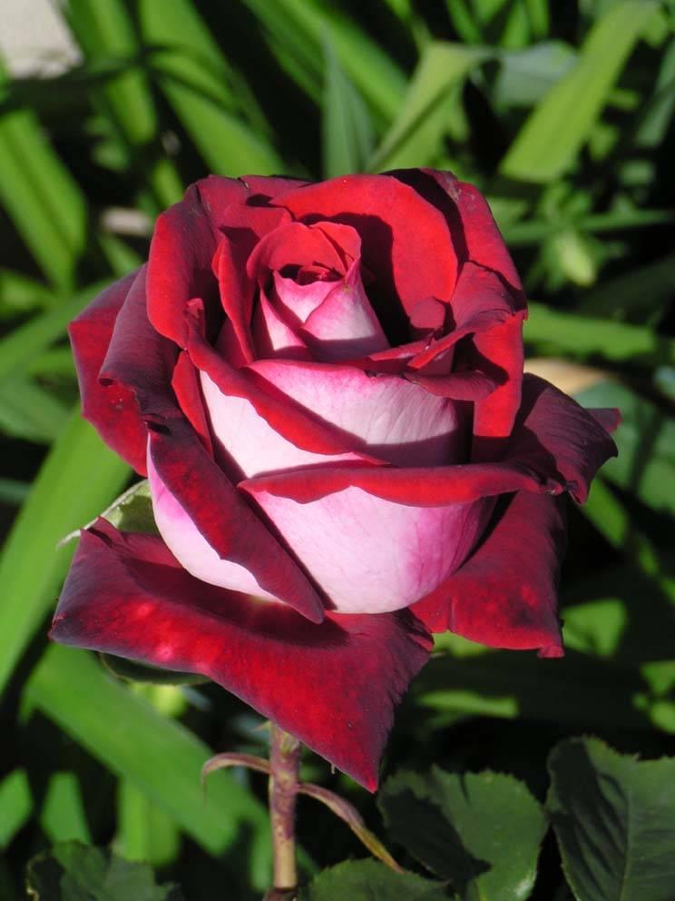 奥西利亚玫瑰花语图片