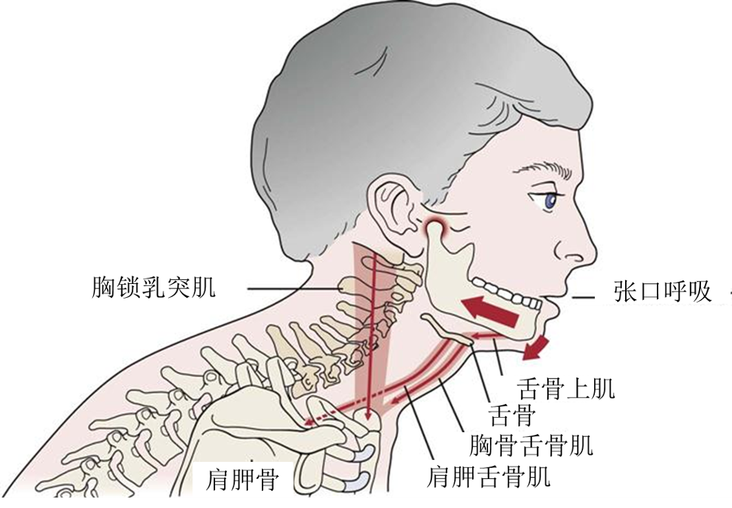 张口受限、异响、疼痛，可能是颞颌关节紊乱，需要尽早治疗！ - 知乎