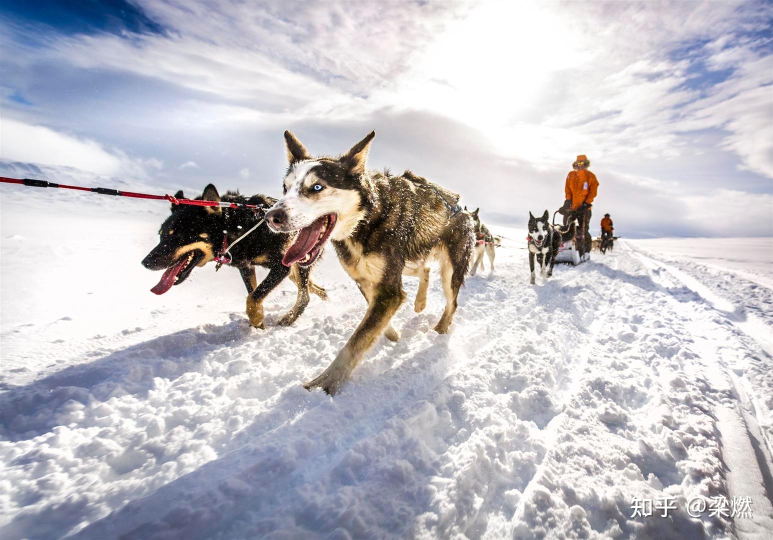 哈尔滨回应网友建议取消狗拉雪橇 狗拉雪橇是否存在虐狗嫌疑?