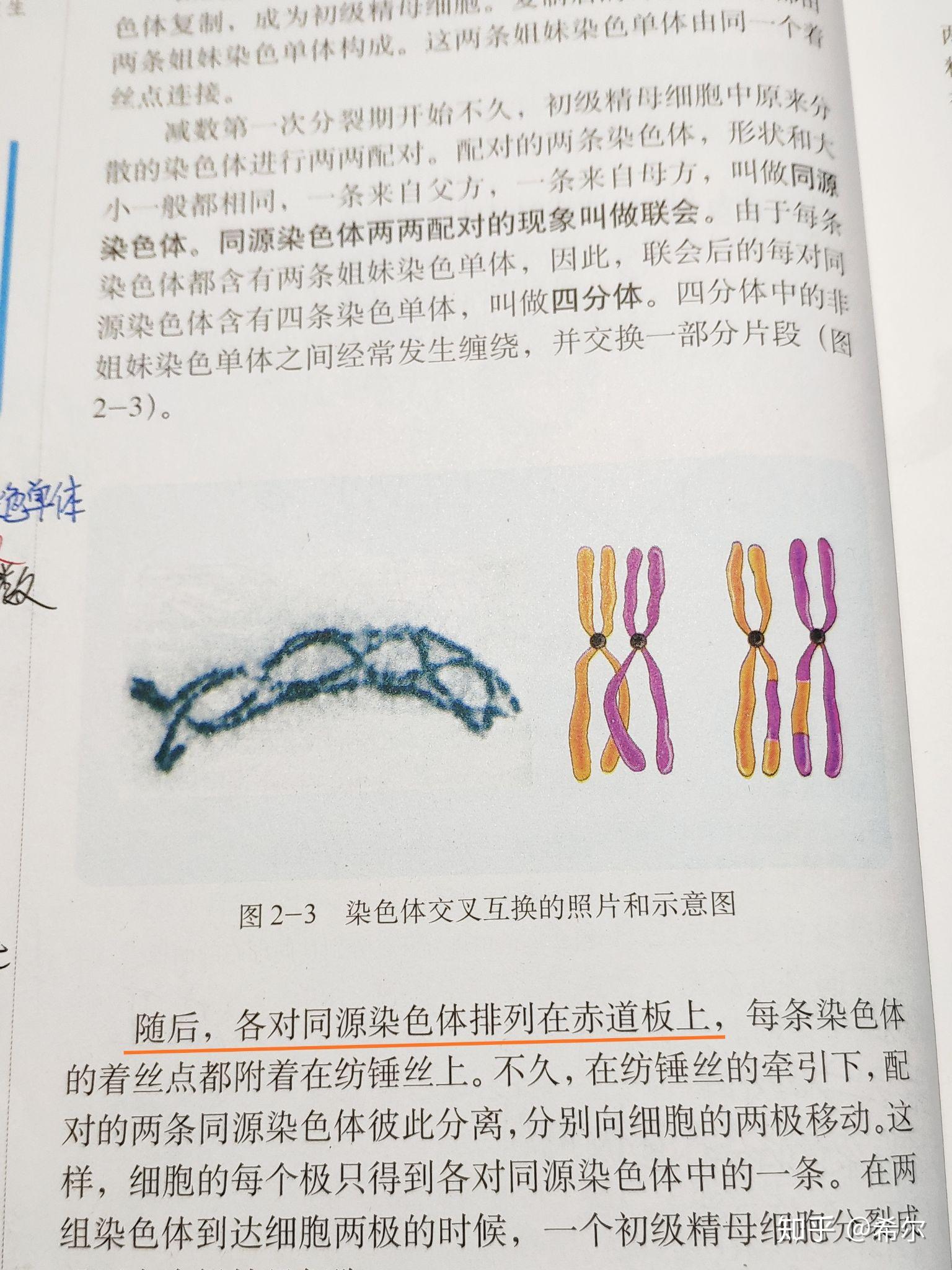 减数第一次分裂中期有四分体吗?可以交叉互换吗? - 知乎