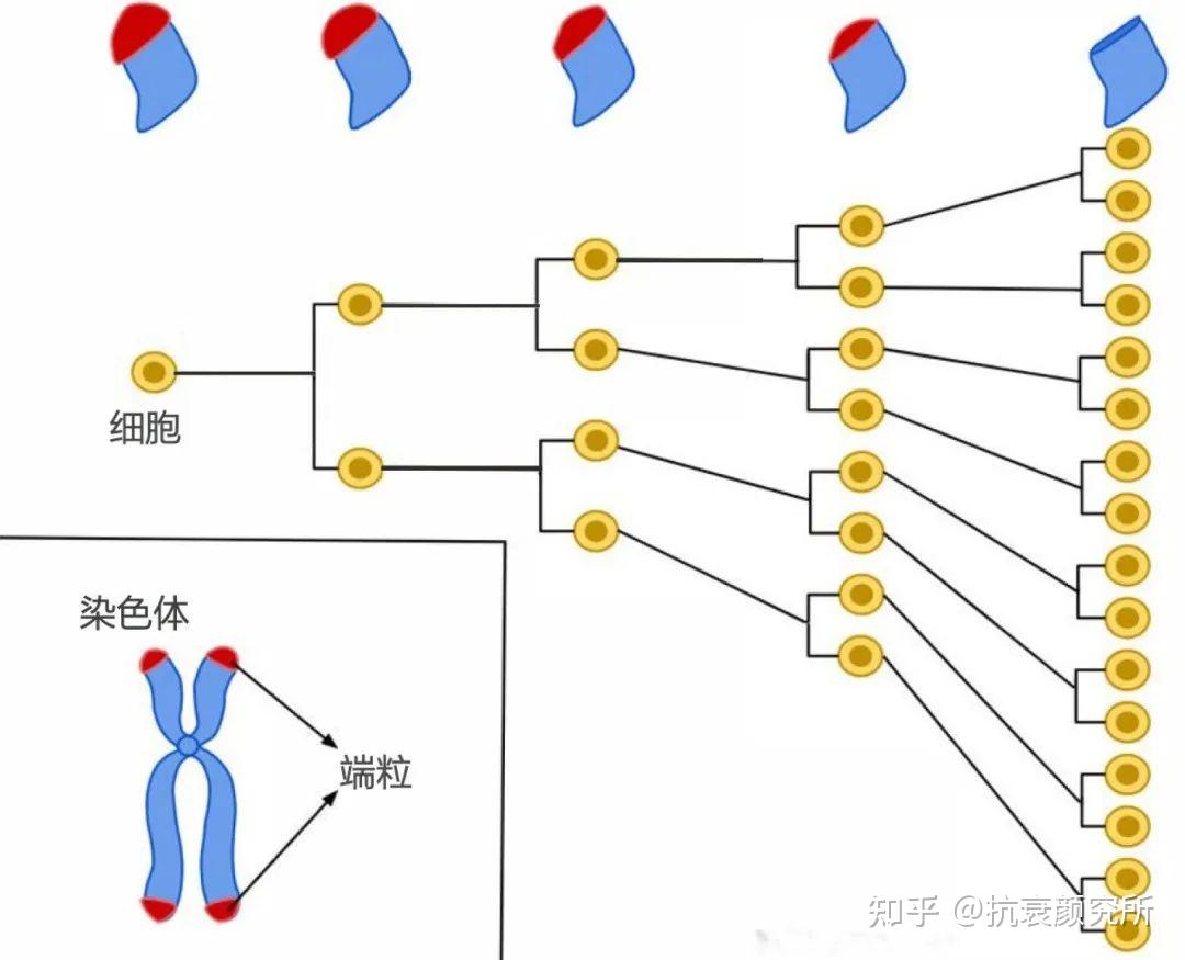 端粒长度决定人的寿命长短？如何延长端粒，科学对抗衰老 - 知乎