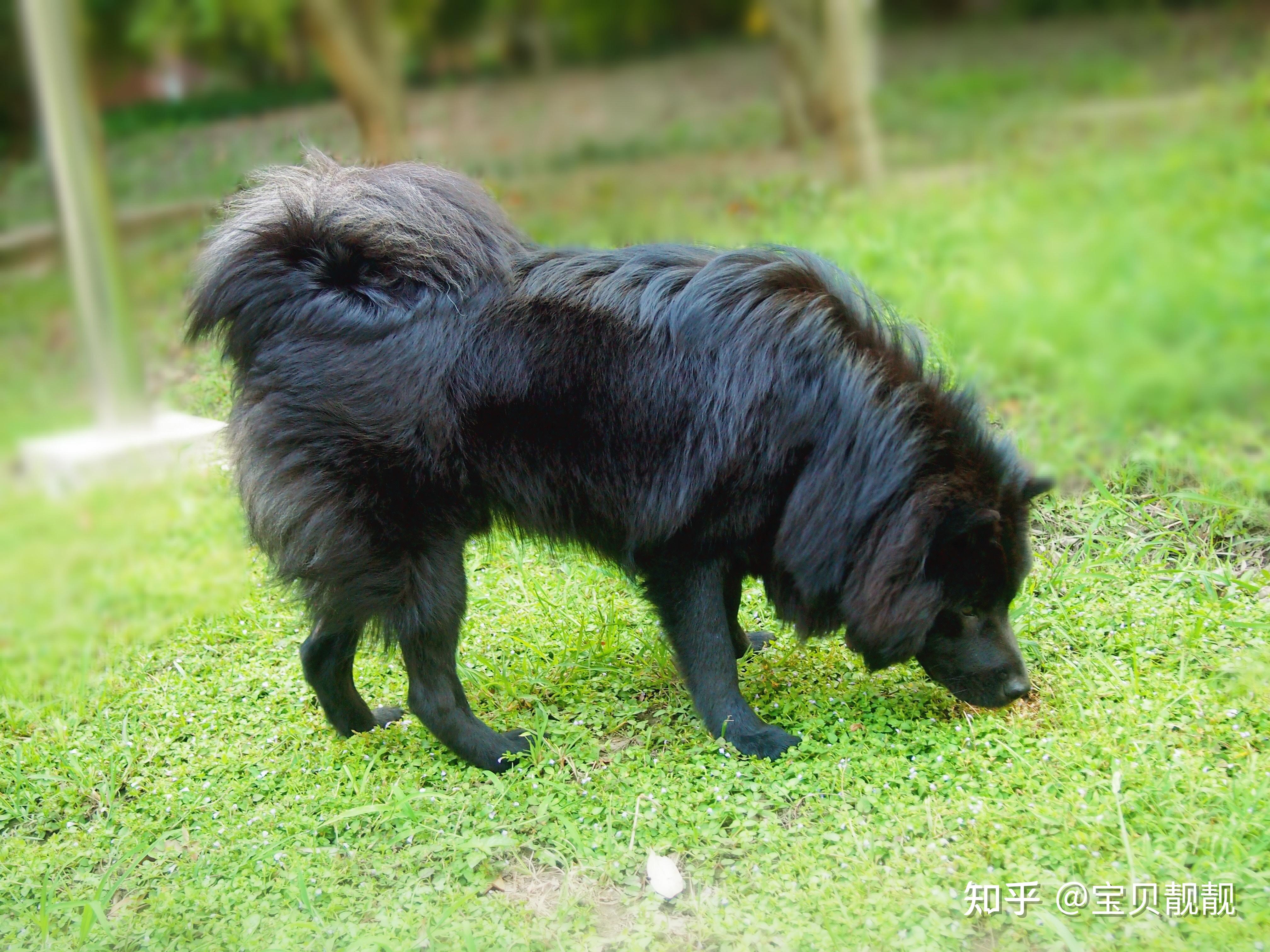 想支持中国原生品种的狗狗,请问在哪能买到品相比较好的土松狮?