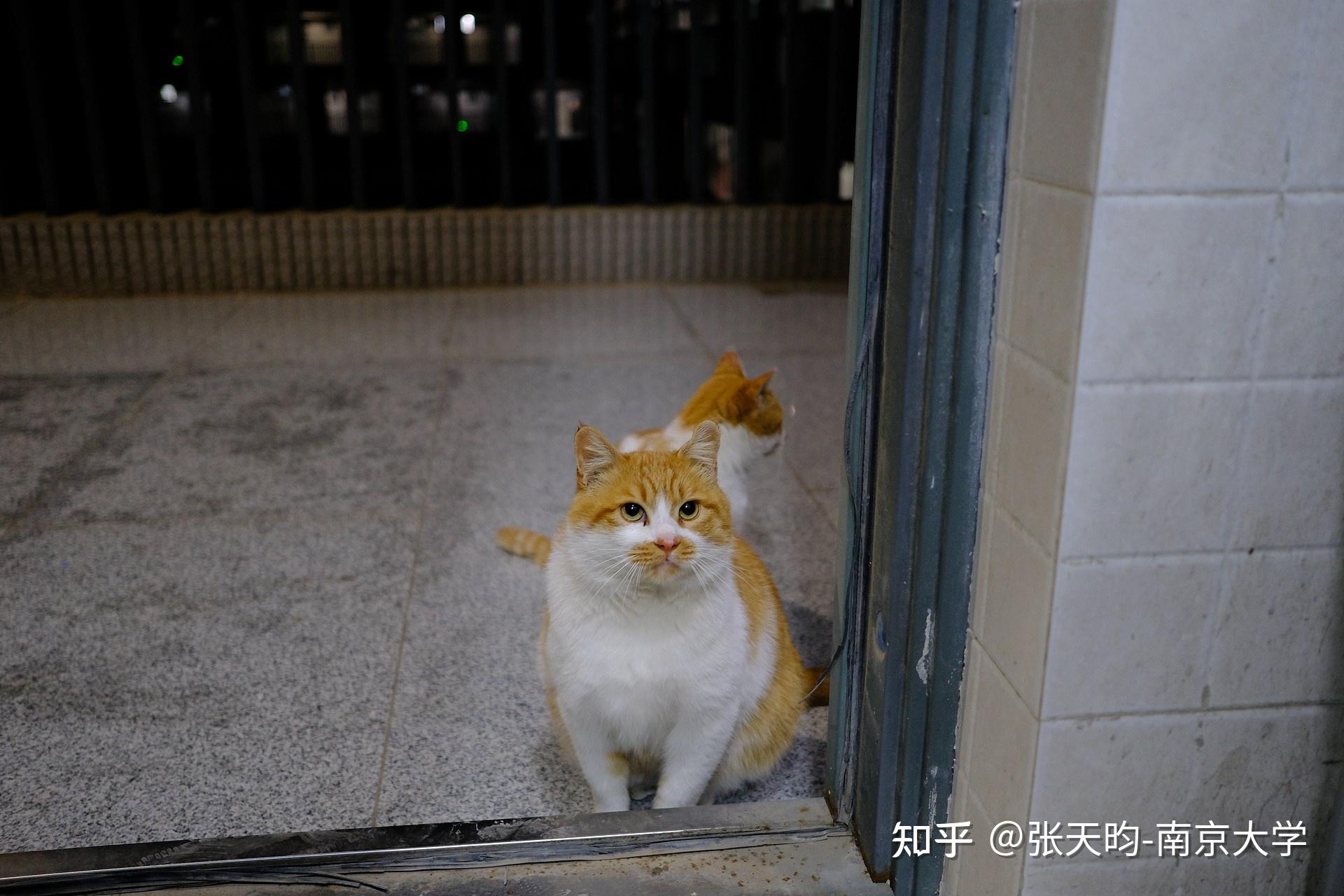 南京大学上课猫咪叫什么（南京大学的猫叫什么） 南京大学上课猫咪叫什么（南京大学的猫叫什么）〔南京大学校猫〕 新闻资讯