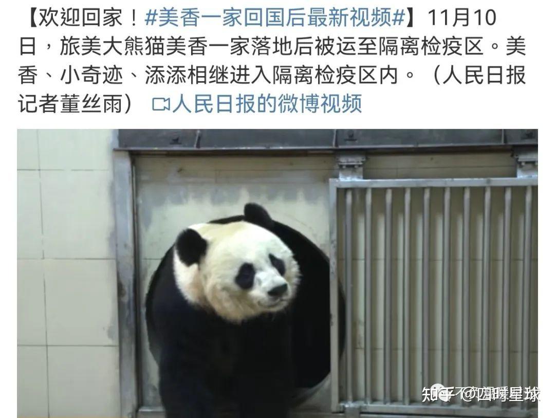 中美续签合作协议，大熊猫“美香”一家三口留美再延长3年 - 大事件 - 新湖南