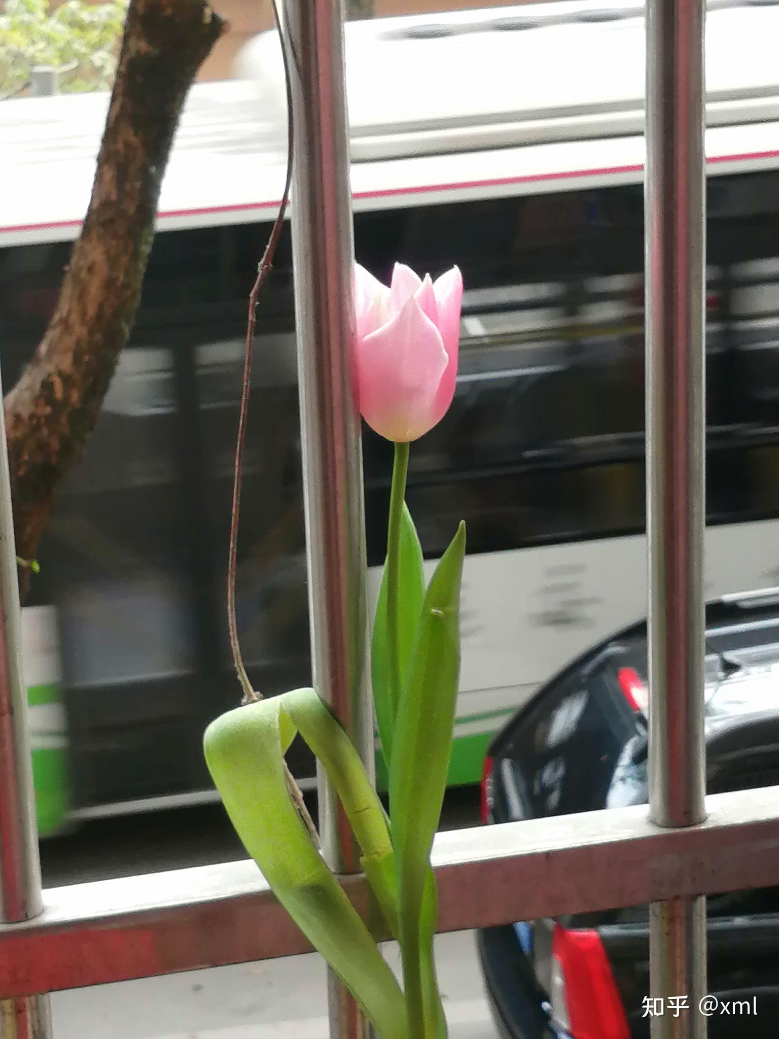 给女朋友种的郁金香,叶子变黑了,茎有点蔫.求解? - 知乎