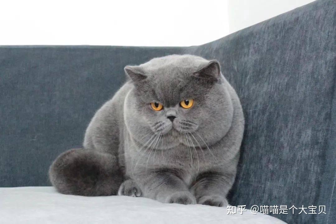 分清“美短”和“英短” ,区别挺大,弄懂再养不吃亏 - 知乎