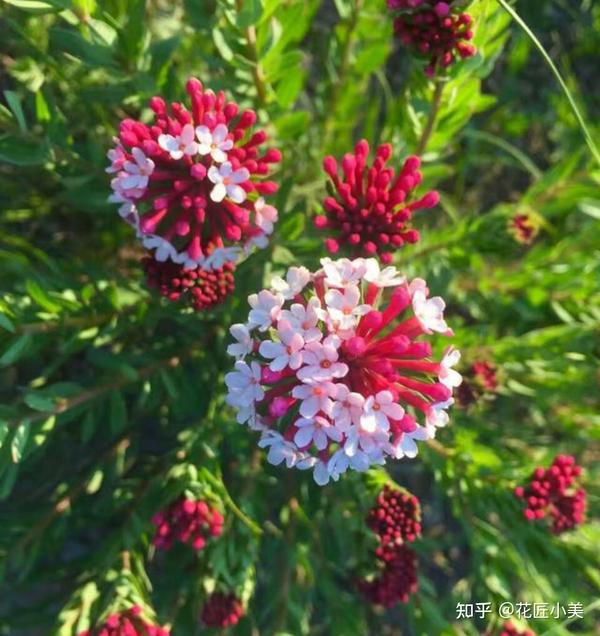 这15种 大毒花 生活中很常见 遇见了别触碰 知乎