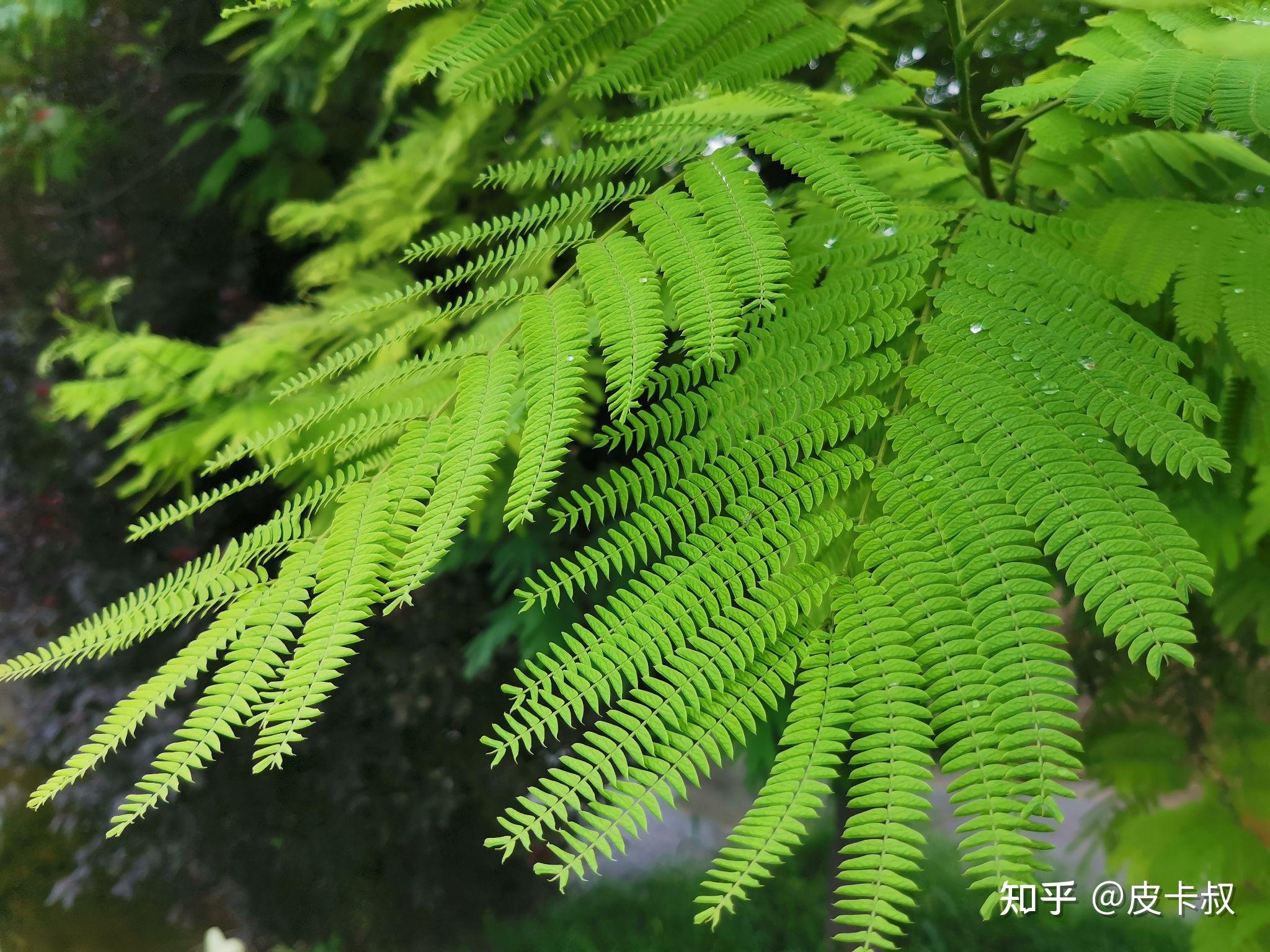 三回羽状复叶的植物图片