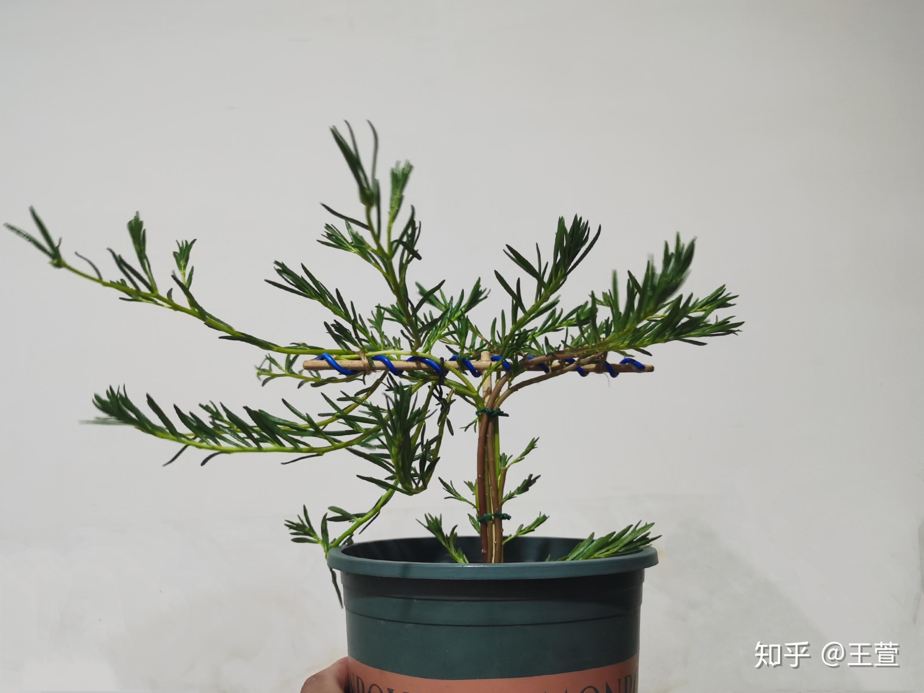 铁丝自制太阳花花架图片