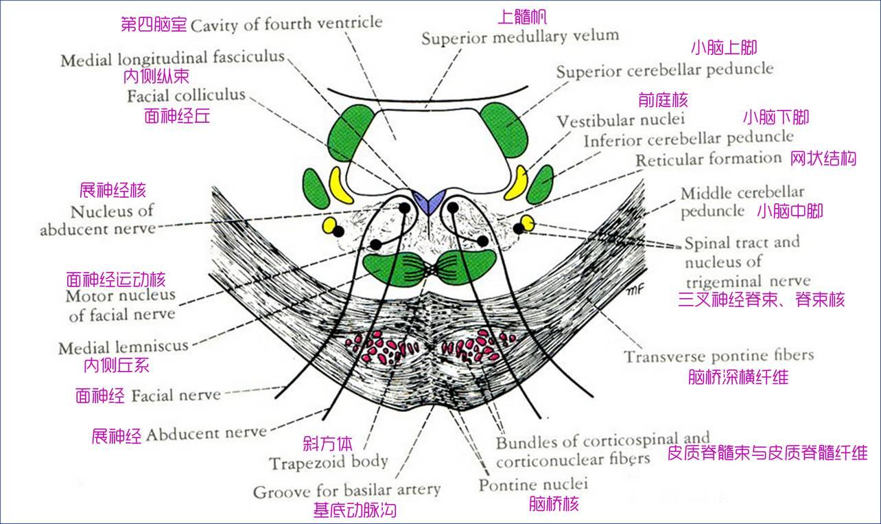 脑干切面观 - 知乎