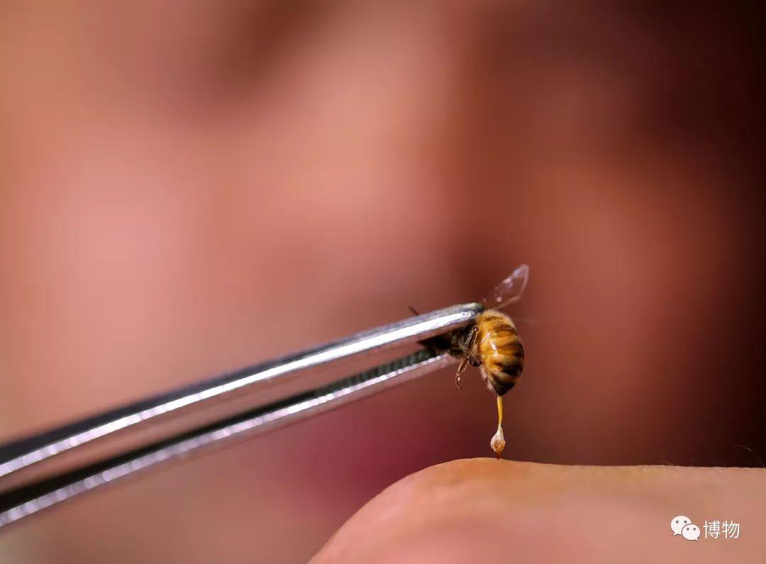 蚁人和黄蜂女本来就是一家人